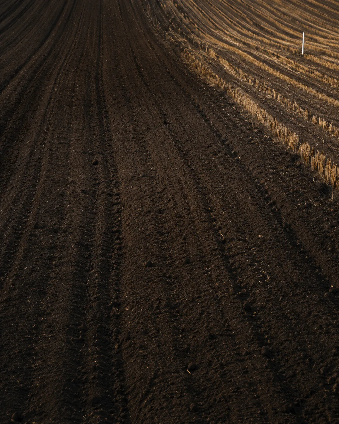 Dark cultivated soil with field rows at first light