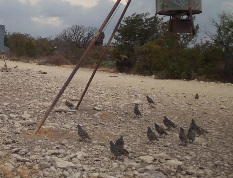 Quail Hunt at Buck Moon on the Pecos