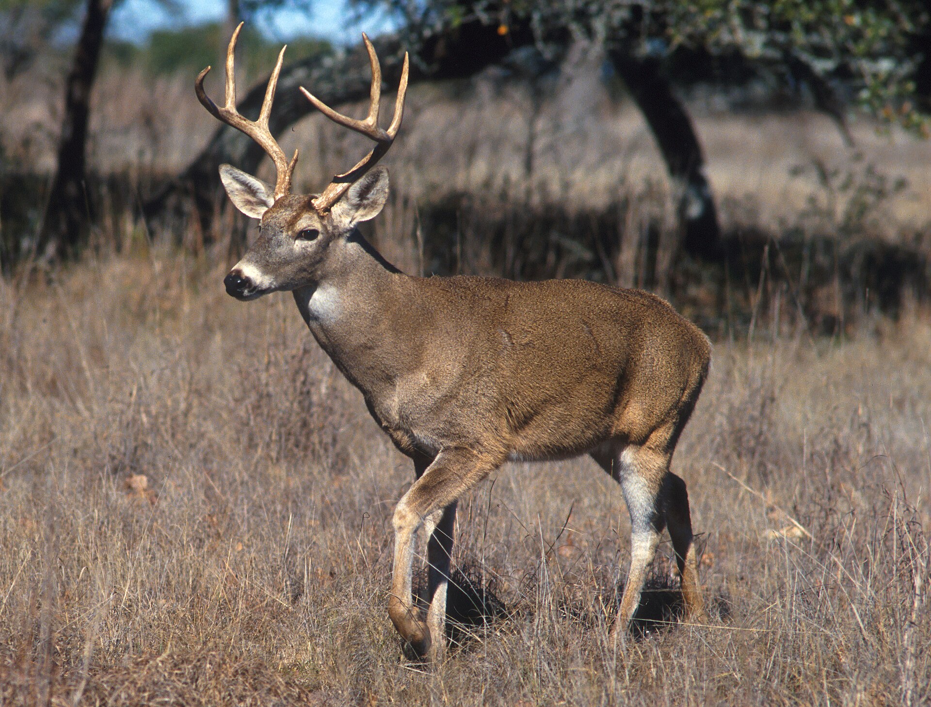 Trophy Whitetail Hunt