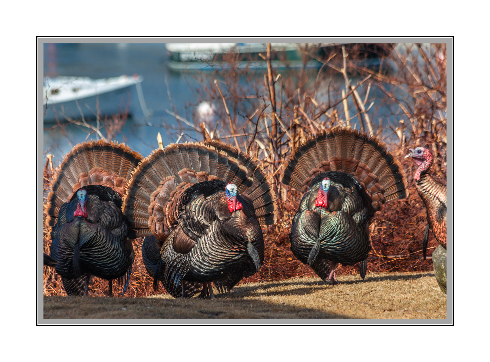 Spring Turkey Hunts (3-Day)