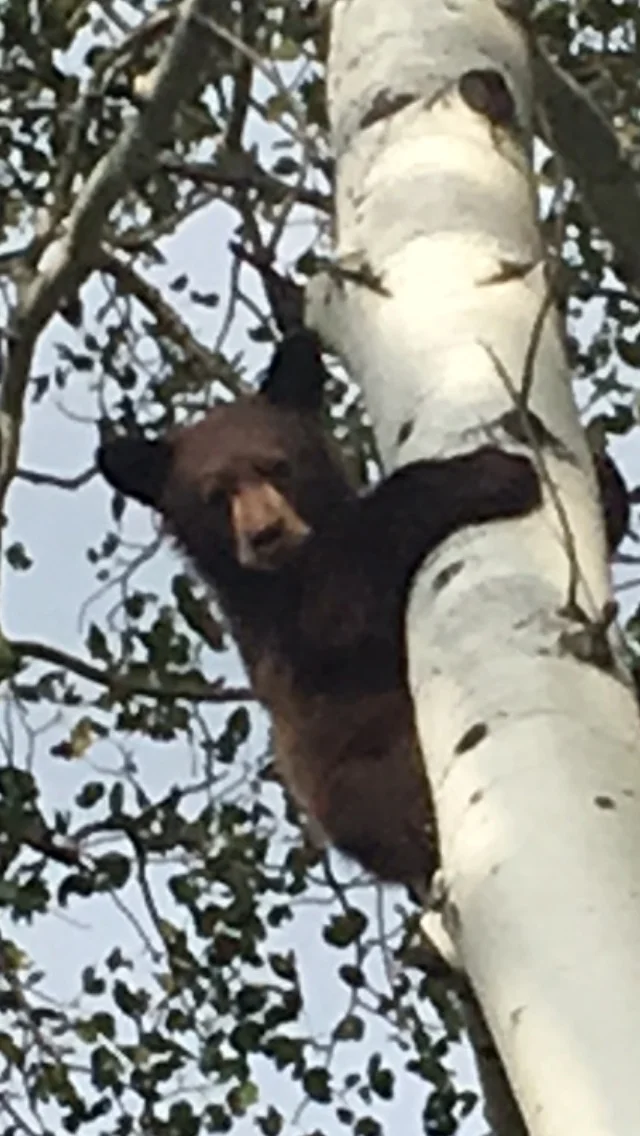 September Spot & Stalk Black Bear Hunts (Horn Fork)