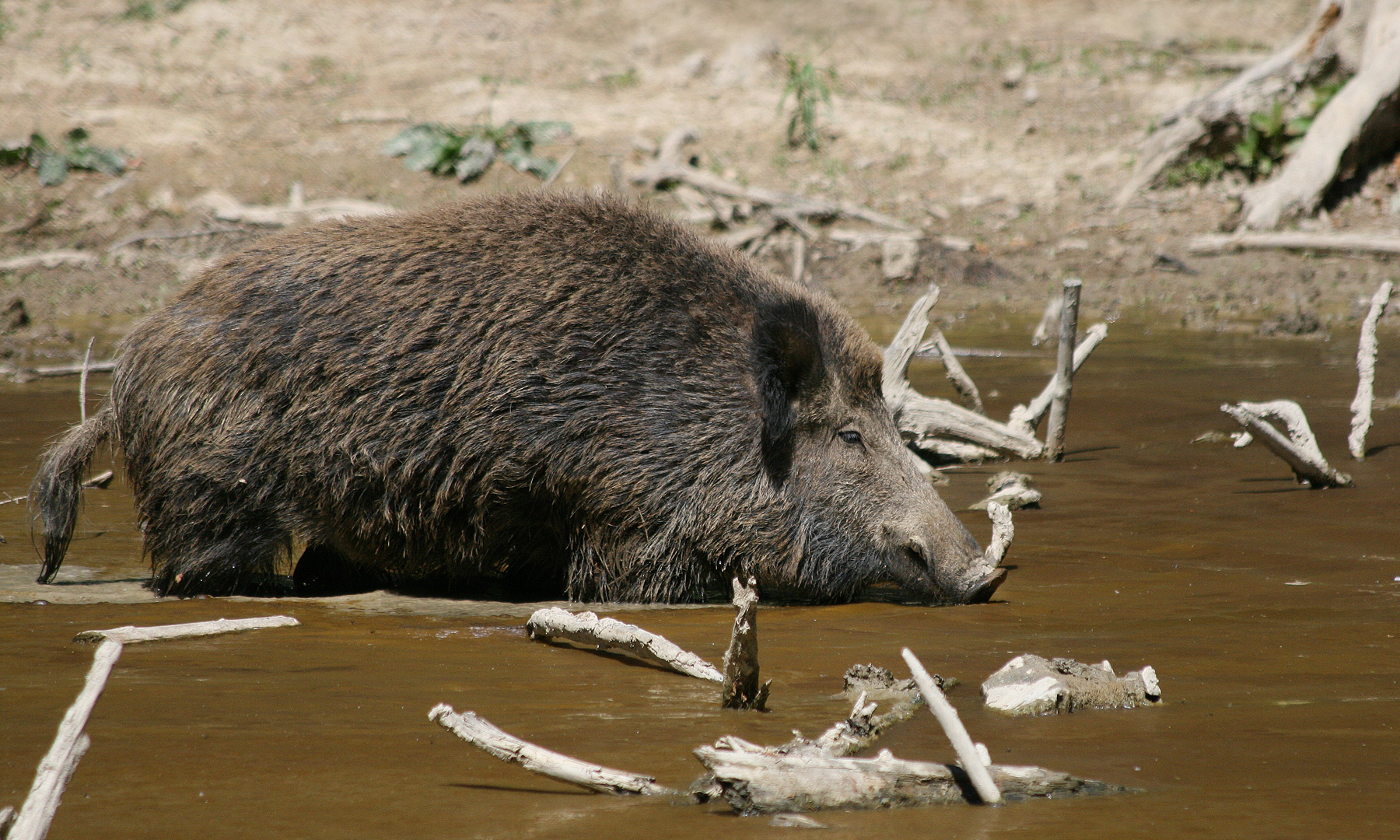 JH Hog Hunts