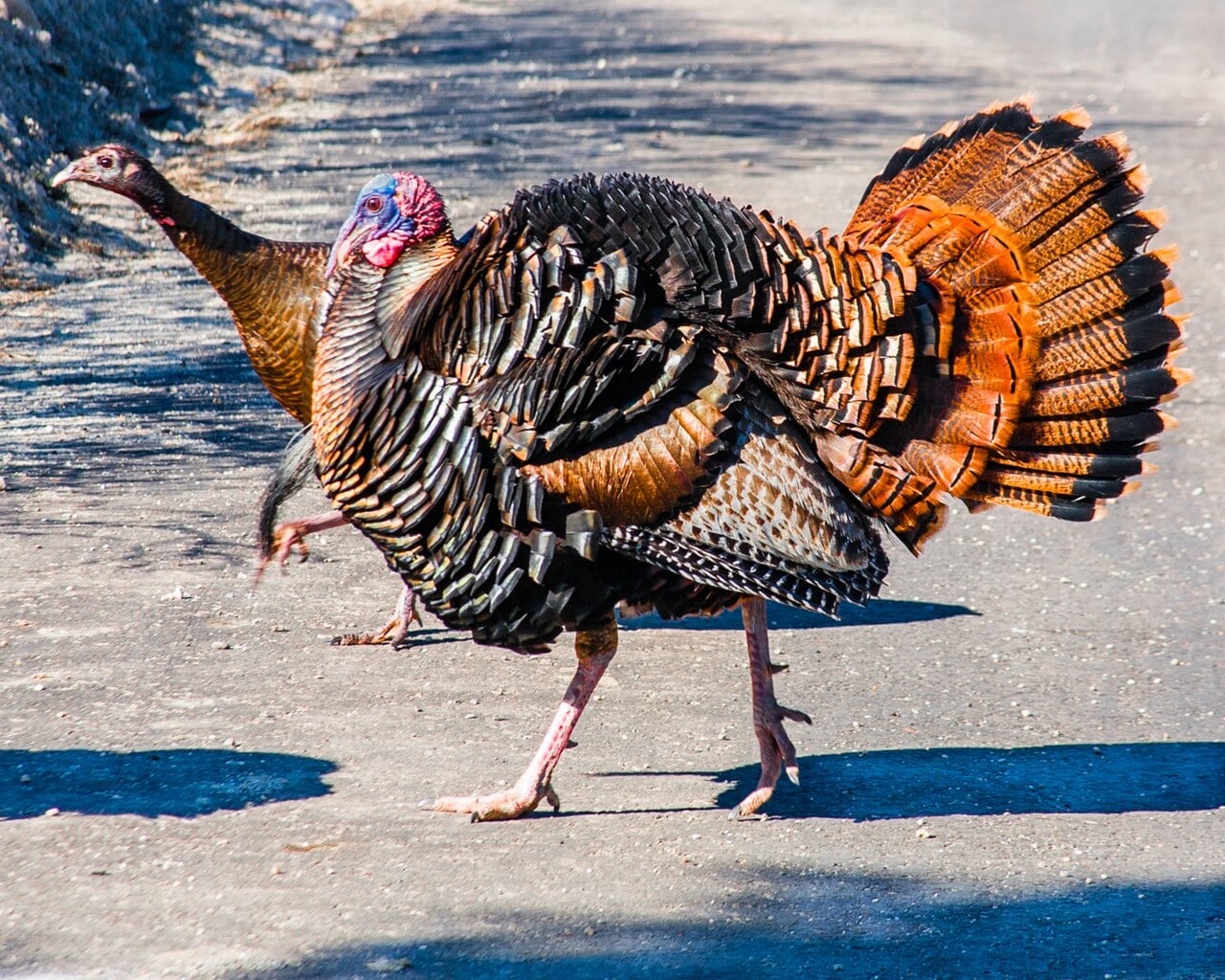 Kentucky Spring Turkey Hunt