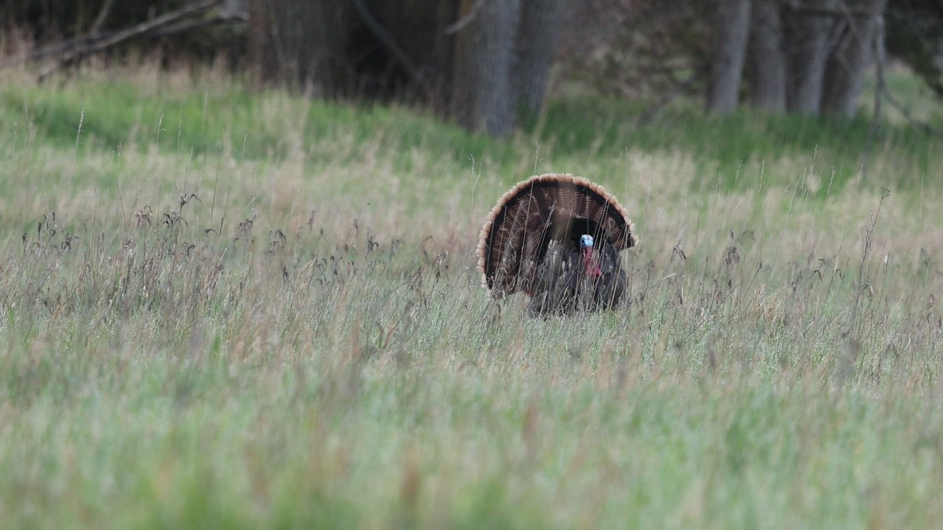 Spring Turkey Hunts — Maryland & Delaware