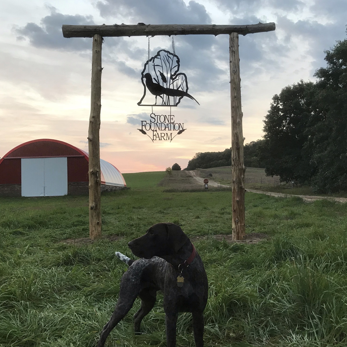 Stone Foundation Farm Pheasant Hunt
