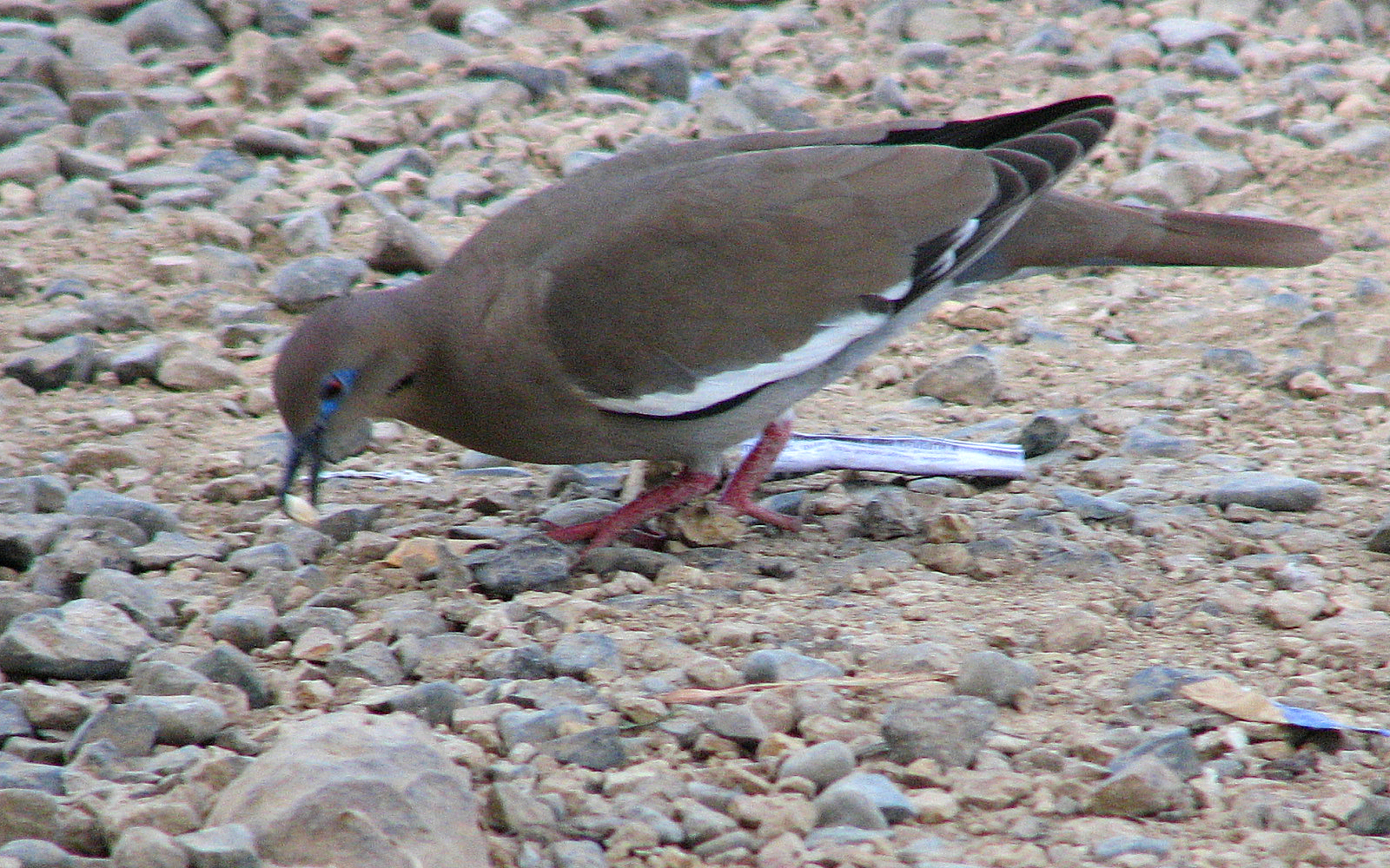 September Dove Hunts — Freeman, SD